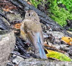 Tarsiger rufilatus