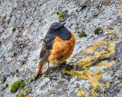 Phoenicurus frontalis