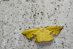 Corymica spatiosa