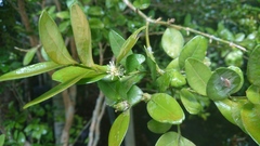 Buxus liukiuensis