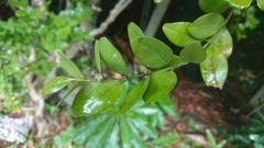Buxus liukiuensis