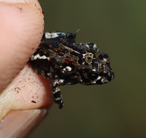Poyntonophrynus grindleyi