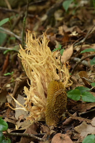 Echinix ochracea