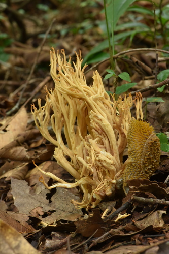 Echinix ochracea