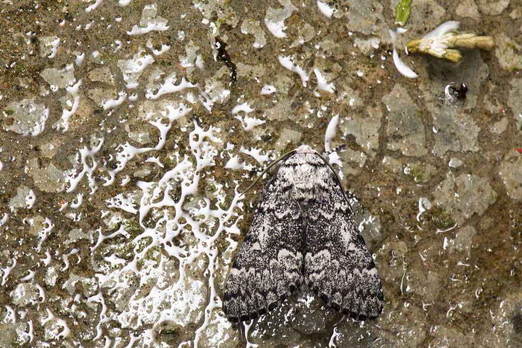 Panthea grisea