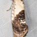 Hypertropha chlaenota - Photo (c) Ian  McMillan, algunos derechos reservados (CC BY-NC)