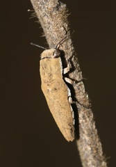 Sphenoptera