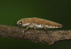 Sphenoptera