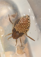 Diplonychus rusticus