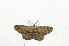 Hypomecis punctinalis