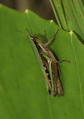 Spathosternum prasiniferum