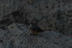 Achaetops pycnopygius