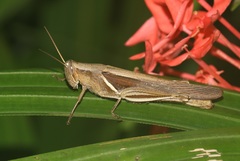 Stenocatantops splendens
