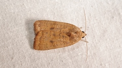 Noctua interjecta