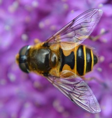 Eristalis horticola