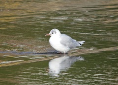 Chroicocephalus ridibundus