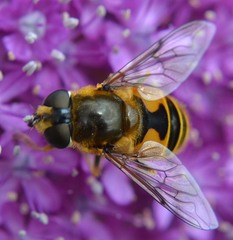 Eristalis horticola