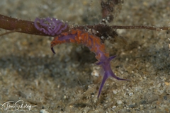 Flabellina