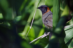 Pterorhinus ruficollis