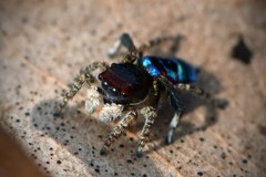 Maratus karrie