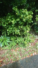 Buxus liukiuensis