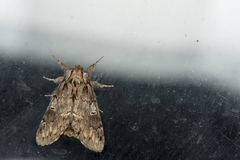 Notodonta griseotincta