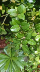 Buxus liukiuensis