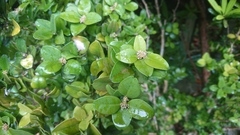 Buxus liukiuensis