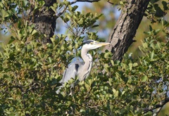 Ardea cinerea