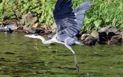 Ardea cinerea