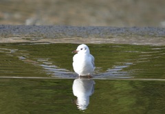 Chroicocephalus ridibundus