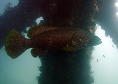 Epinephelus lanceolatus