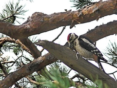 Dendrocopos major