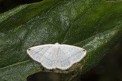 Lomographa percnosticta