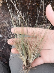 Agrostis curtisii