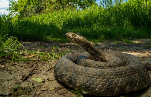 Tessellated Water Snake, photo 3 of 10