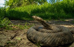 Dice Snake photo 2