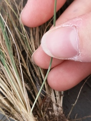 Agrostis curtisii