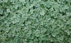 Hydrocotyle heteromeria
