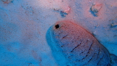 Holothuria fuscopunctata