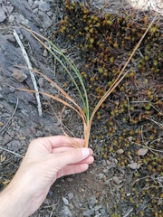 Carex pilulifera