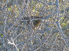 Poodytes punctatus punctatus