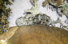 Stichopus