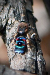 Maratus karrie