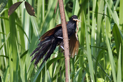 Centropus bengalensis