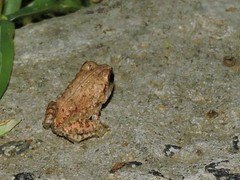 Sphaerotheca rolandae