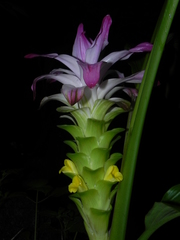 Curcuma pseudomontana