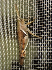 Diabolocatantops pinguis