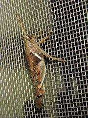 Diabolocatantops pinguis