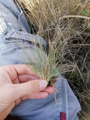 Festuca ovina